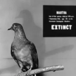 US Bird History logo