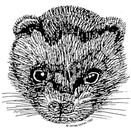 Ferret School logo