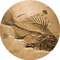 Musings of an IT Fossil logo