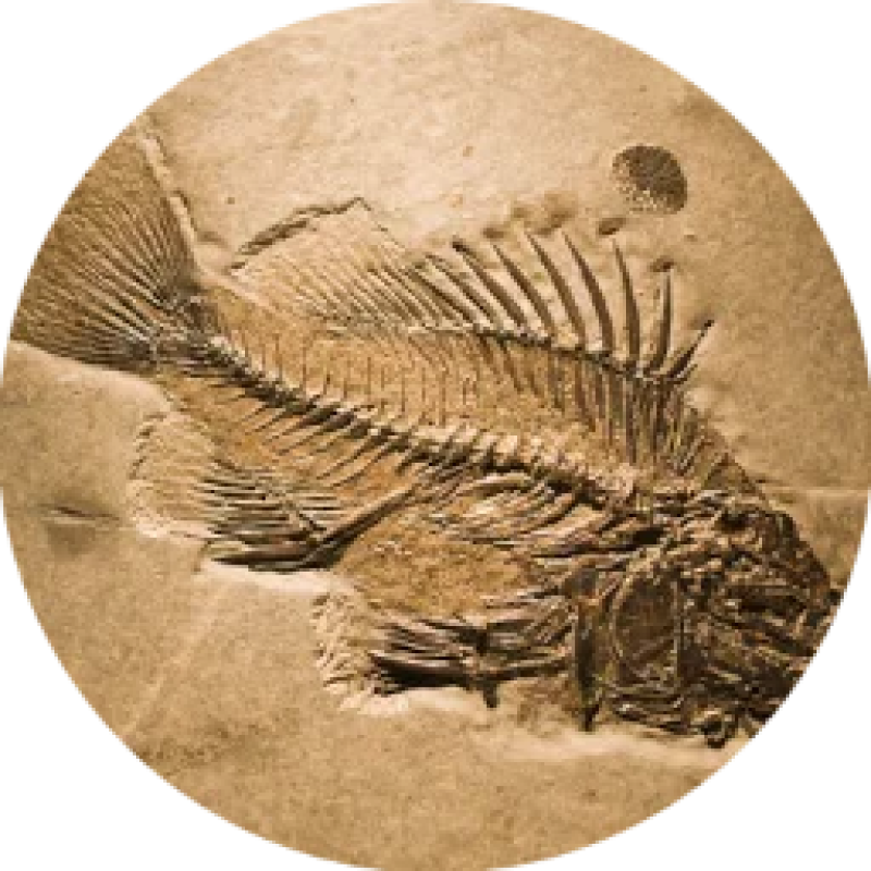 Musings of an IT Fossil logo