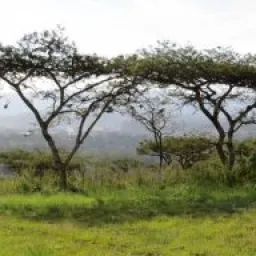 From The Thornveld logo