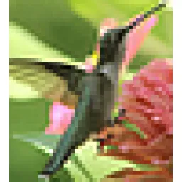 Hummingbirdcentral logo