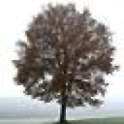 Dr Baum logo