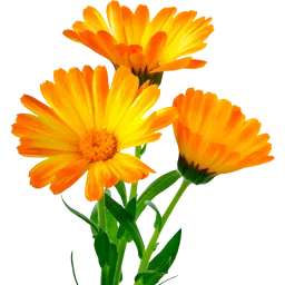 Calendula.lv logo